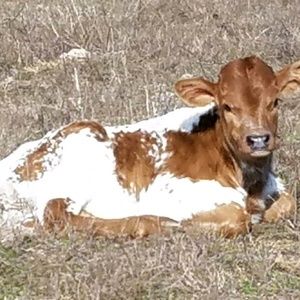 Meet your Posher, Diana